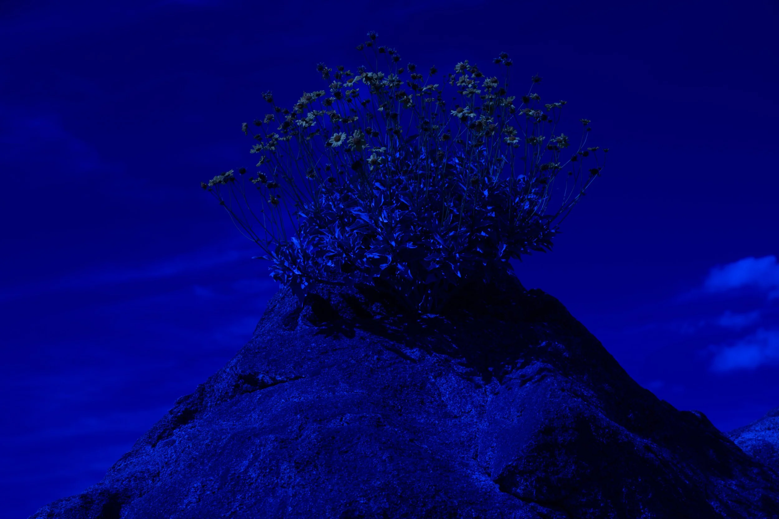 Wildflowers at night